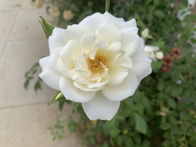 栀子花如何养护才能开花