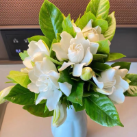 栀子花上什么肥料可以促开花呢？有花苞却不开花怎么回事？