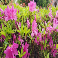 杜鹃花花苞没开就干了怎么办?原因及解决方法?