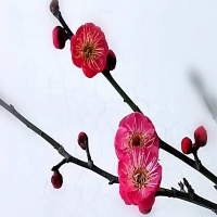 梅花的种植要点都有哪些呢？