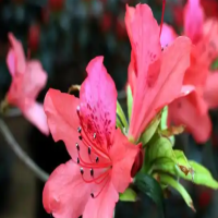 杜鹃花冬天怎么养护和浇水呢？可以换盆吗怎么养活呢？