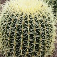 十种最旺客厅的绿植有哪些？养什么花最好最吉利？