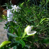 栀子花上什么肥料可以促开花呢？不开花怎么办呢？