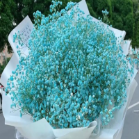 满天星叶子发黄干枯怎么办呢?枯萎的枝叶可以剪掉么吗?