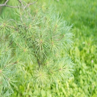  松树盆景有些什么品种?种类排名一览表?