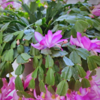 蟹爪兰三月份还能开花吗？一年开几次花几月份开花？