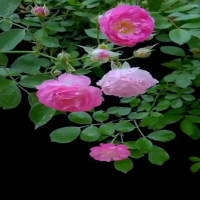 月季花苗品种多吗？如何挑选优质苗？