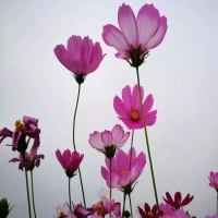 有哪些寓意比较好的花语？