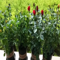 阳台种植玫瑰花需要注意的事项有哪些？  
