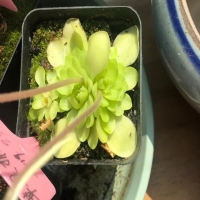 有哪些好看又好养的盆栽类型?