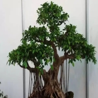 榕树盆栽该怎么样修建更好?