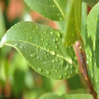 茶花怎么样进行养护和繁殖?