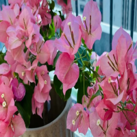 梅花长了花苞还要施肥吗?怎么养护和管理呢?