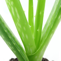 芦荟怎么种植成活率高？没根能直接栽吗？