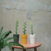 有什么比较好养的阳台植物？