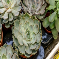 如何种植多肉新手教程?怎么栽培最容易活?