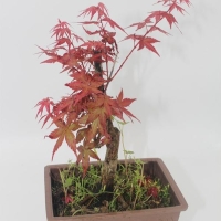 盆景红枫的种植和养护技巧都有哪些