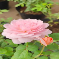 虹越月季品质如何？价格公道吗？