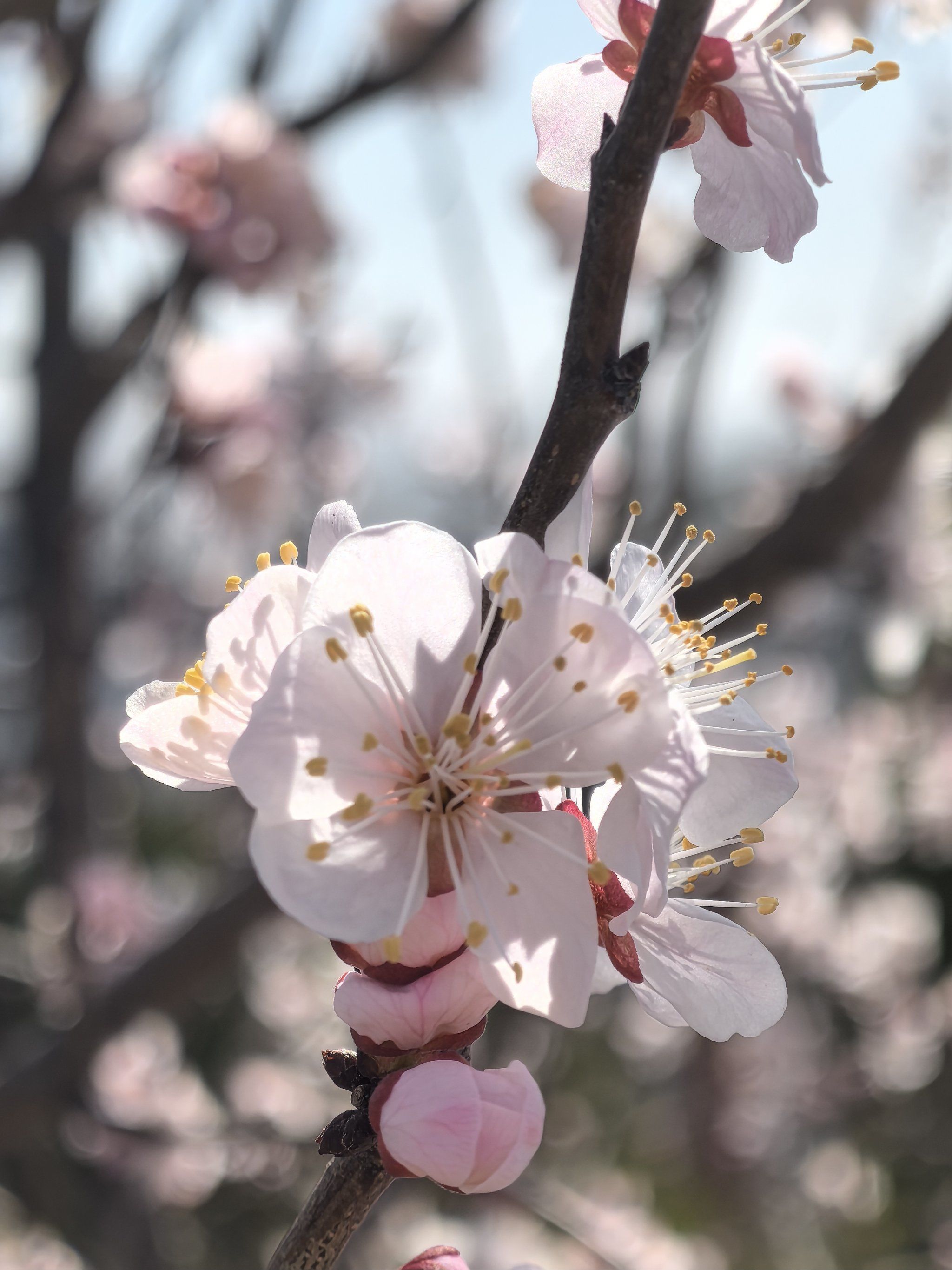 哪里能找到出售盆景的花卉市场？