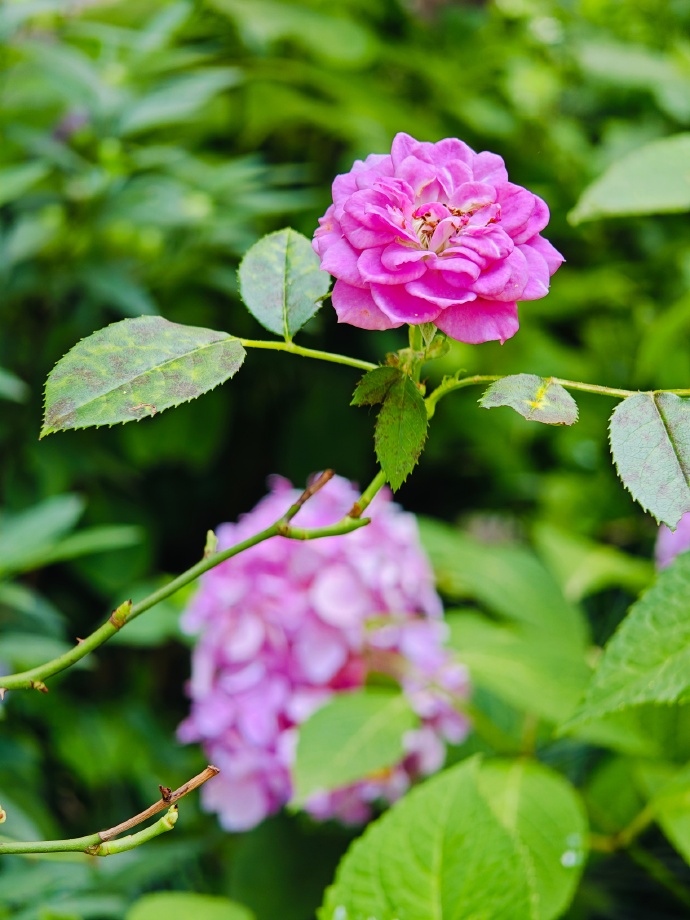 世界最高的花是什么？它生长在哪里？