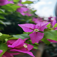 什么花有毒？夜来香真的有毒吗？
