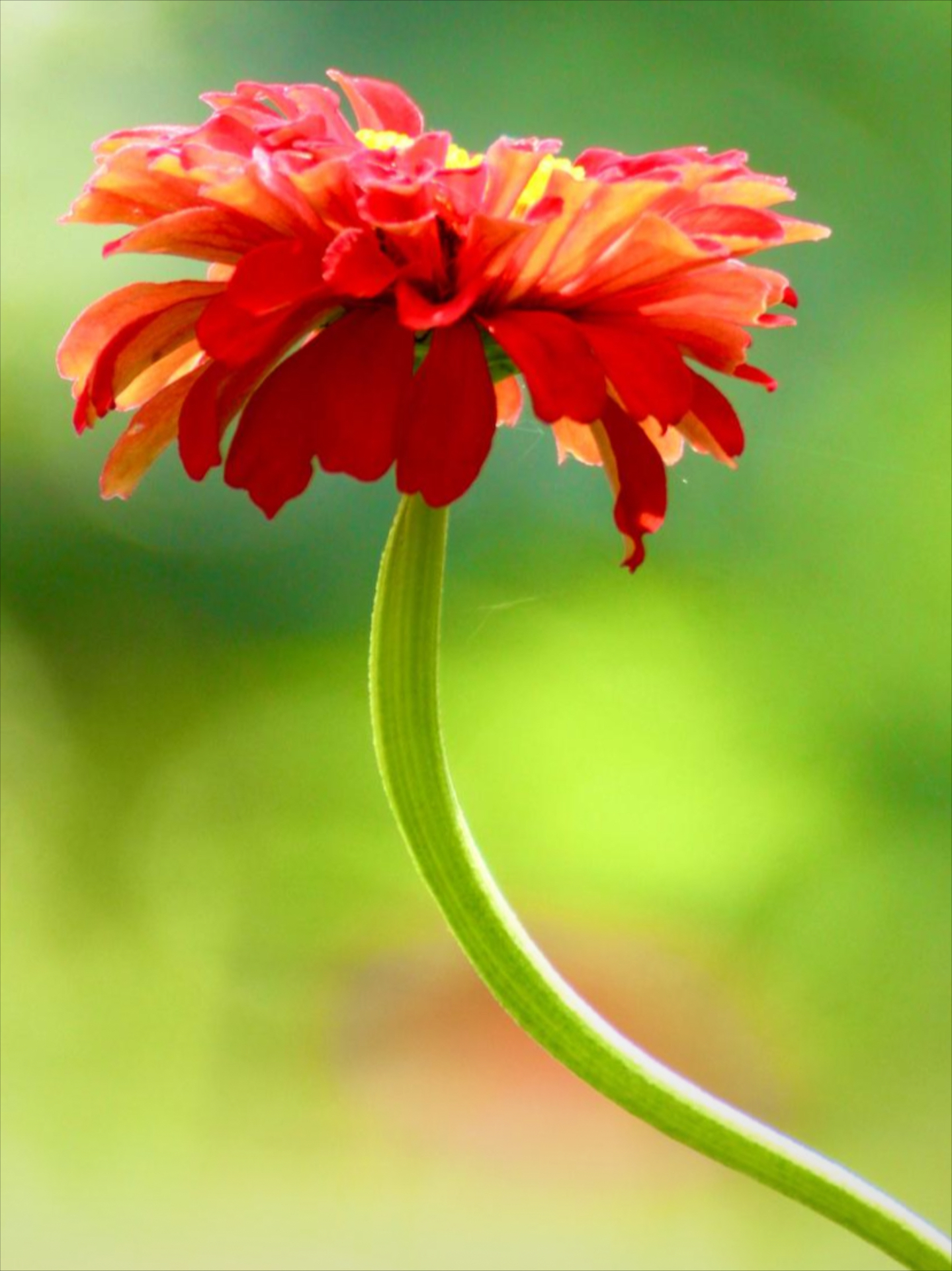 非洲堇是什么花？它的品种有哪些？