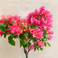 袖珍椰属于哪个科？它是什么属？