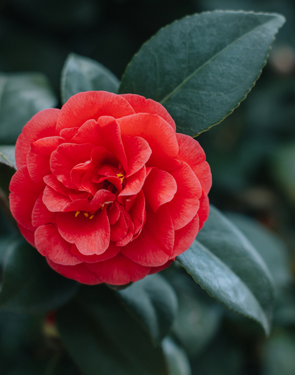 像樱桃是什么花？这花有什么特点？