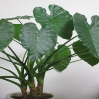茑尾花是什么植物？它是观花植物吗？