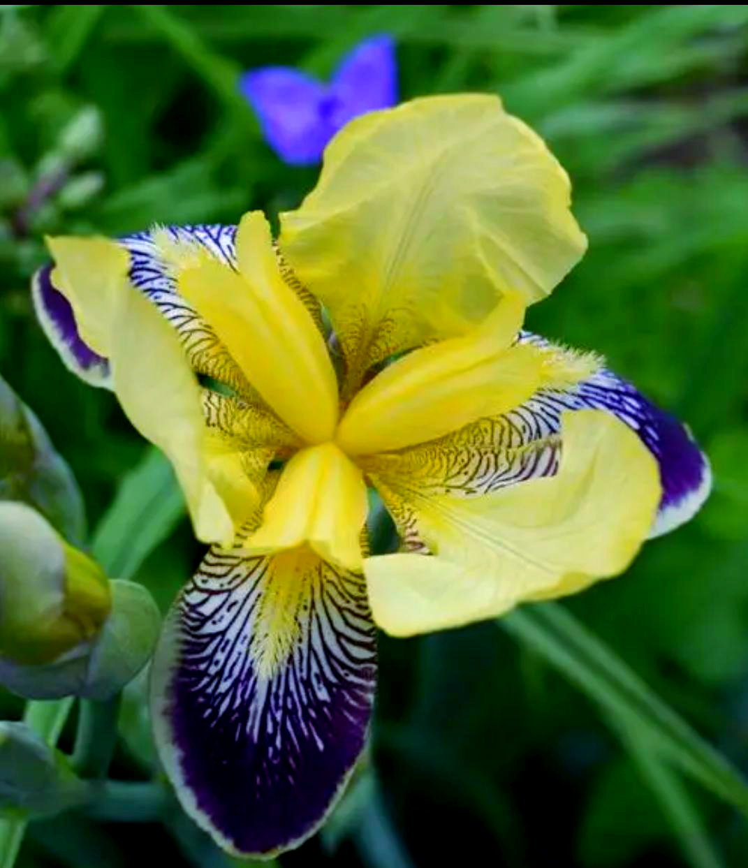 桂花属于什么树？桂花树有哪些品种？
