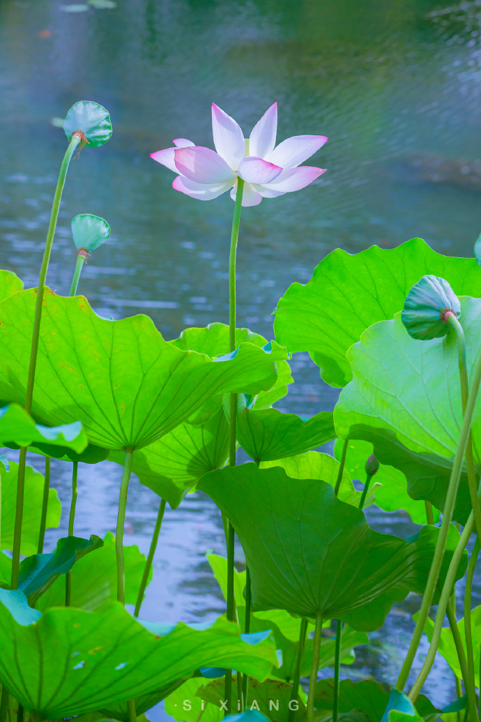 什么植物适合养活？仙花大全推荐？