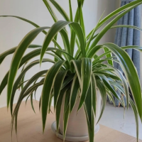 干花选择放置地点，通风好在哪里？