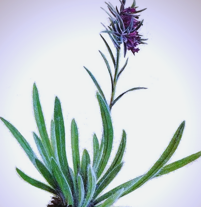 秋天哪种花最香？为什么它如此迷人？