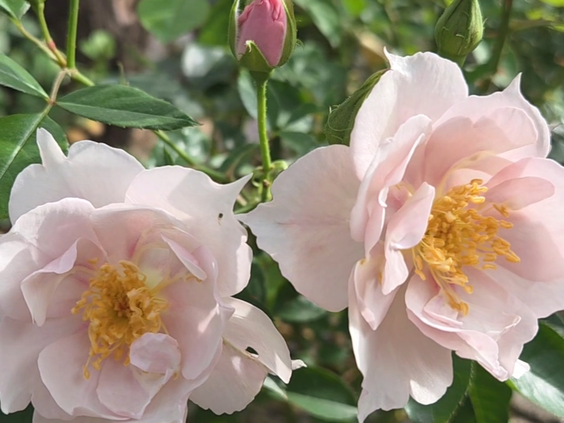 吃小竹笋有什么害处？食用过量会怎样？