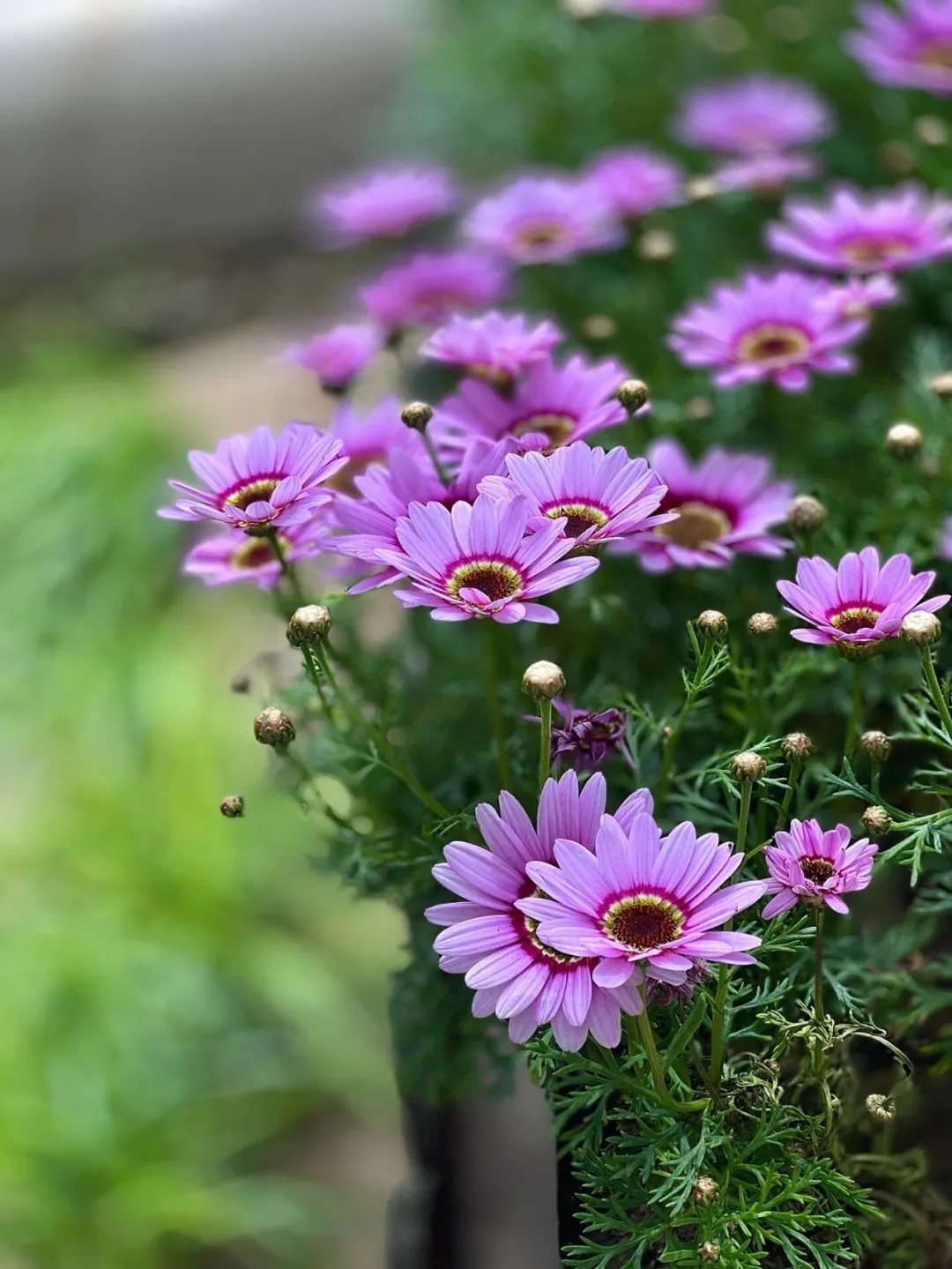 芥麦是什么植物？芥麦属于哪一类植物？