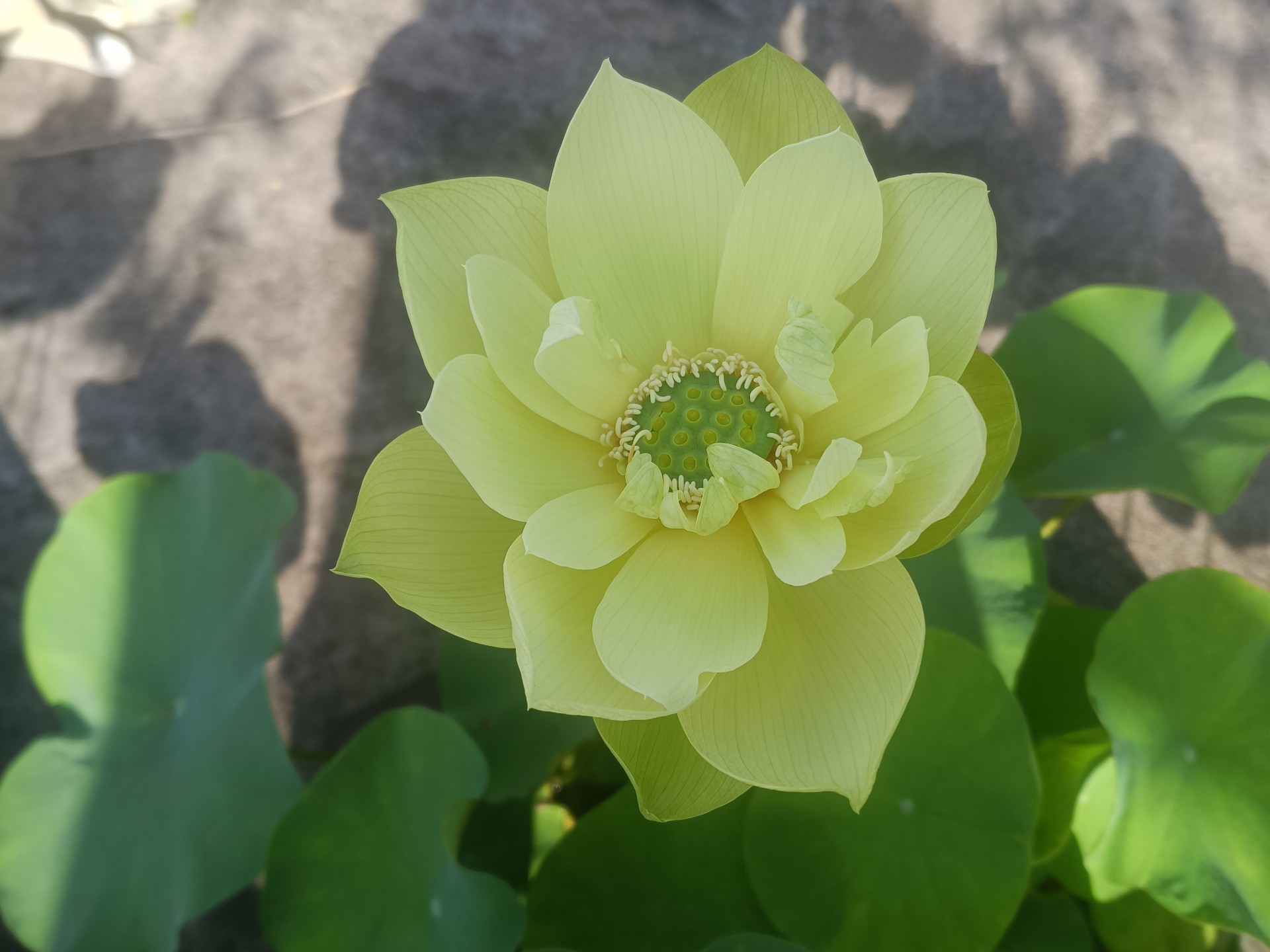 什么品种的铁树最适合室内种植？
