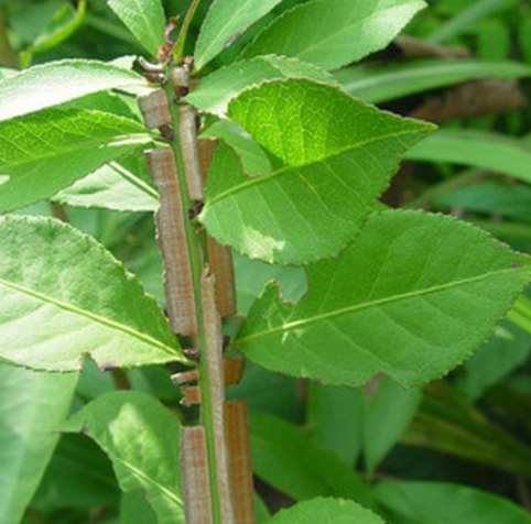 含羞草有毒吗？儿童接触需注意？