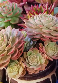 香茅长在哪里？它适合哪些环境生长？