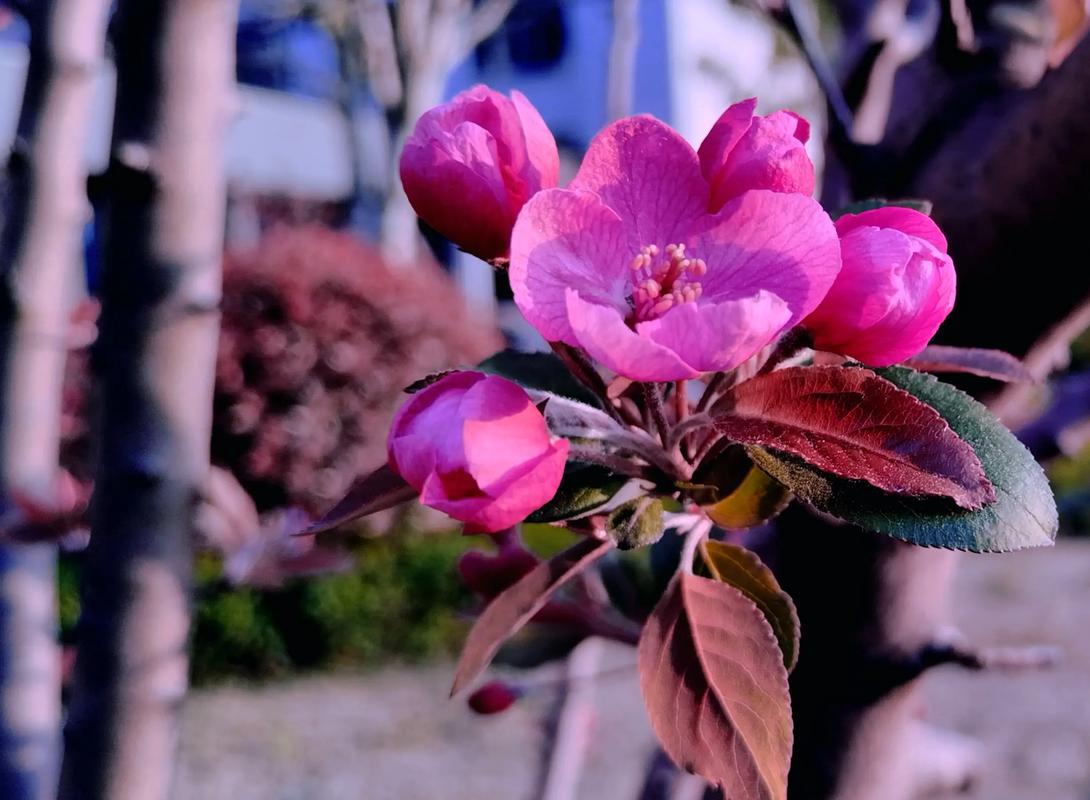 白花丹什么季节开花？花期多长？