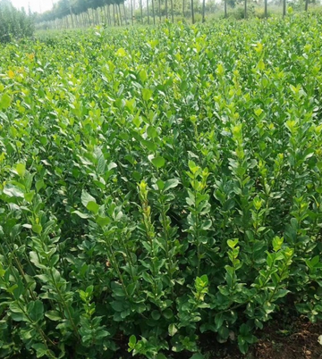 山茶花是什么？它的品种有哪些？