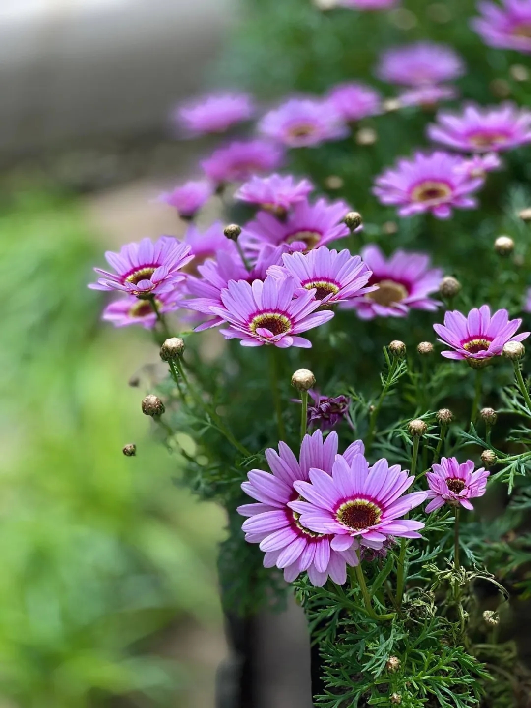 养什么花虫害少？哪种花卉最抗虫？