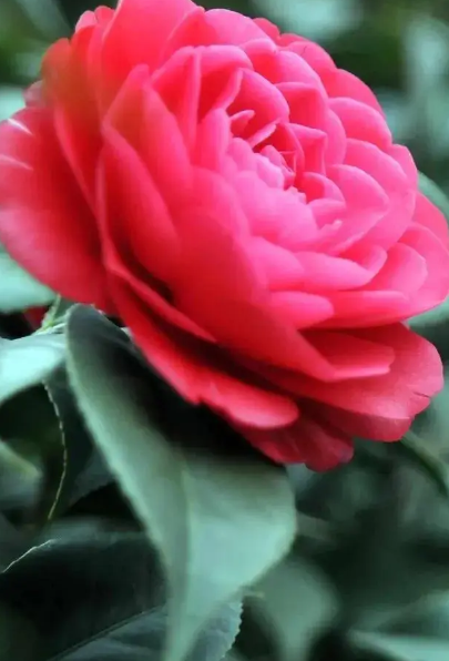 黄杨类植物有哪些品种适合绿化？