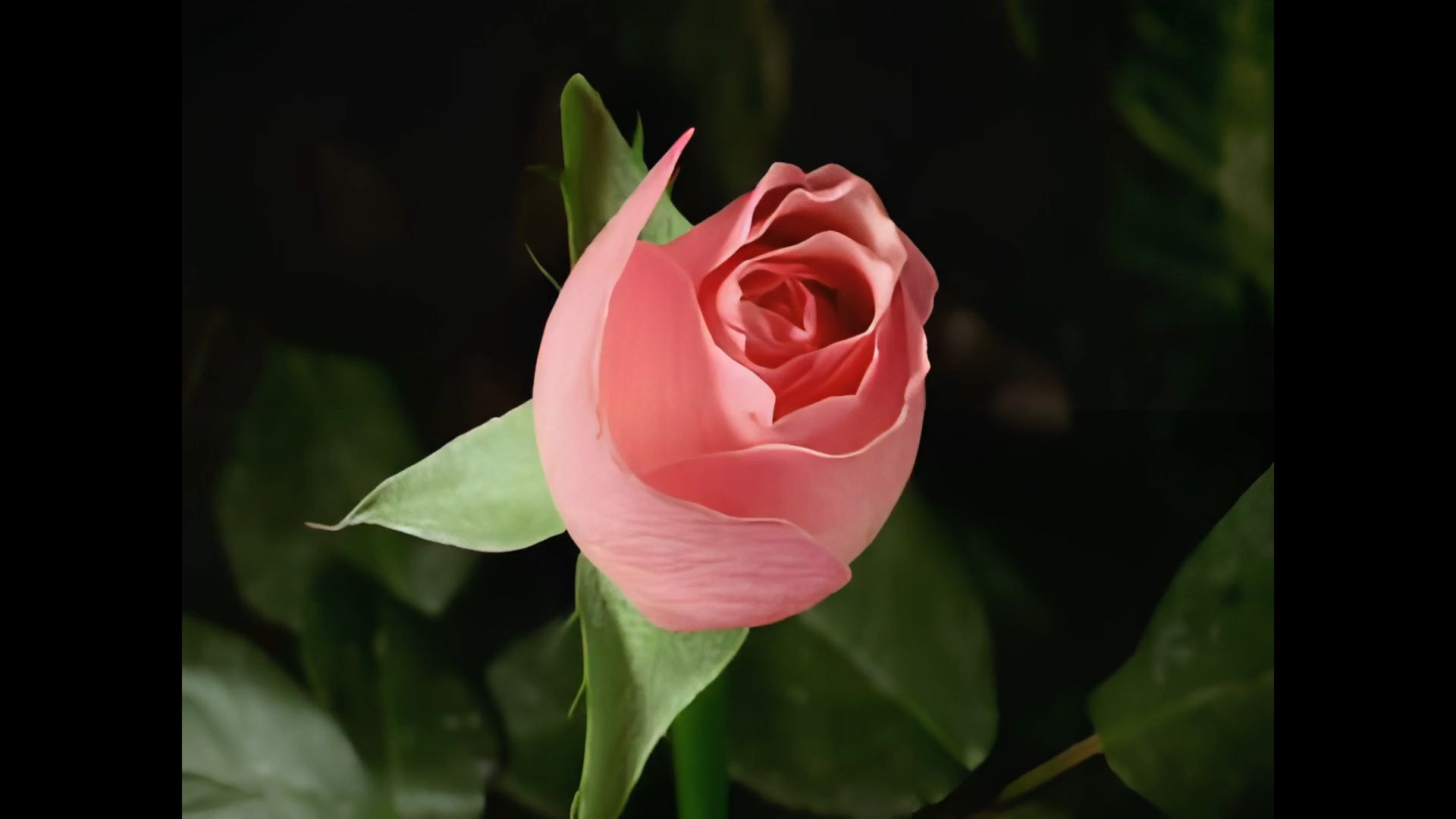 什么花可以吃？有哪些花适合食用？