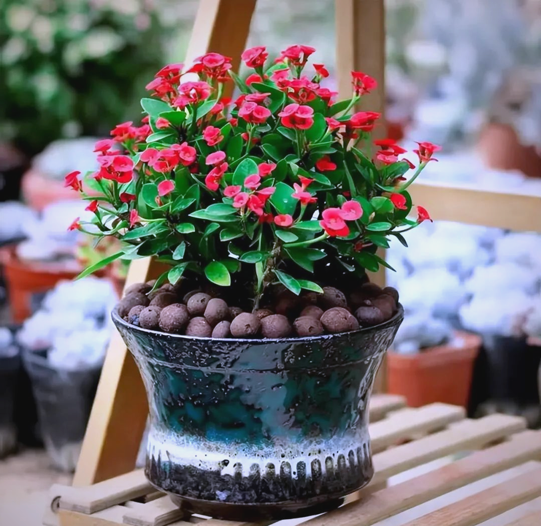 炮仗花有什么作用？能用来做什么？