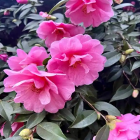 茶花用什么水浇最合适呢？多浇水还是少浇水？