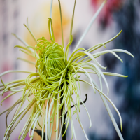 冬菊花的种植方法和注意事项有哪些呢？种植季节在什么时候最好？