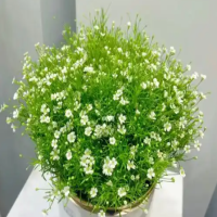 什么花语是陪伴守护的爱?满天星的花语和玫瑰花的花语是什么?