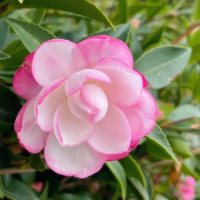 茶花换盆后掉叶子怎么办？怎么补救方法是什么？