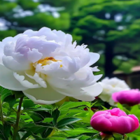 牡丹怎么样生根快一点呢？怎么种植方法和注意事项