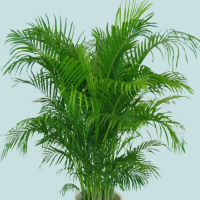 室内哪种植物最好养活?客厅植物推荐有哪些?